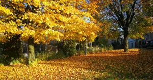 Autunno - Immagine: 1