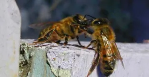 Apicoltura Silvani - Immagine: 3