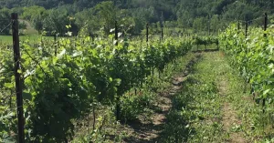 Azienda Vitivinicola Lanfranchi - Immagine: 2