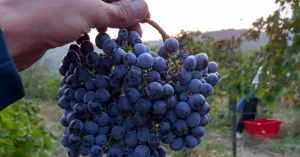 Azienda agricola il Castello II di Marzorati Renato - Immagine: 1