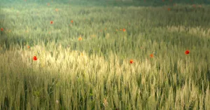 Estate - Immagine: 1