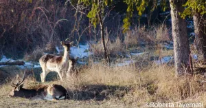 Percorso di Crinale 4: Fortunago - Stefanago - Immagine: 2