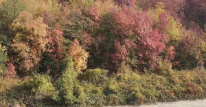 I Percorsi di Crinale - Immagine: 3