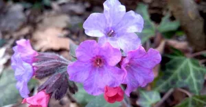 Primavera - Immagine: 2