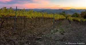 Il Territorio - Immagine: 2