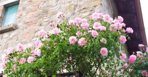 Ex-Canonica - Immagine: 2