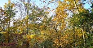 Autunno - Immagine: 3