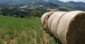 Agriturismo La Casa di Paglia - Immagine: 2