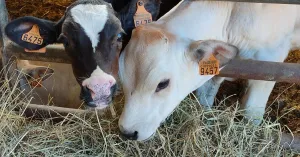 Carni De.Co Picchi Silvano - Immagine: 1