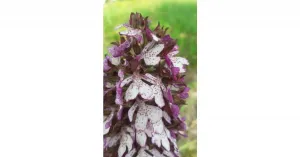 Azienda agricola il Castello II di Marzorati Renato - Immagine: 3