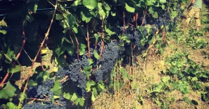 Azienda Vitivinicola Lanfranchi - Immagine: 1