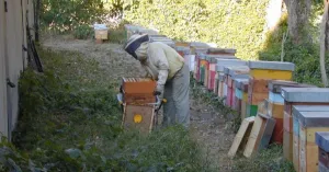 Apicoltura Silvani - Immagine: 2