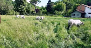 Carni De.Co Picchi Silvano - Immagine: 3