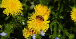 Apicoltura Silvani - Immagine: 1