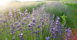 B&B La Locanda del Molino - Immagine: 2