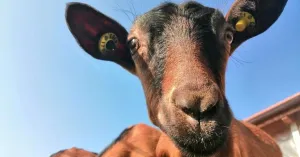 Azienda Agricola “I Germinara” - Immagine: 2