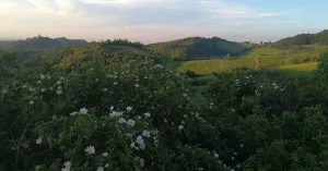 Percorso di Crinale 1: Fortunago - Gravanago - Immagine: 2