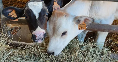 Carni De.Co Picchi Silvano